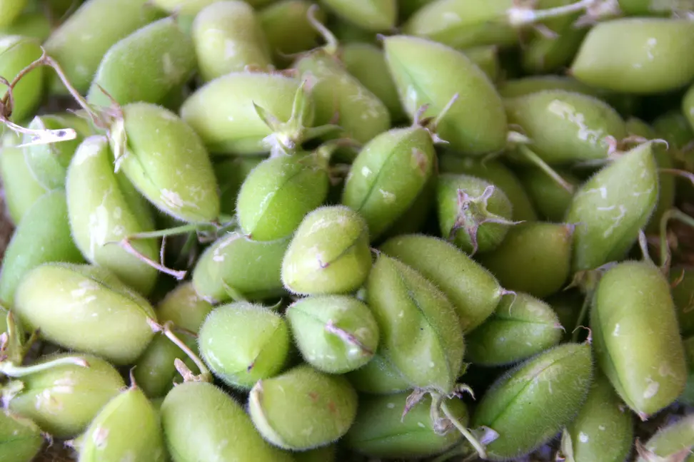 Health Benefits of Garbanzo Beans